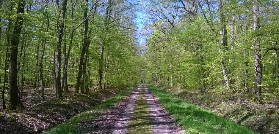 Bagneux - Forêt des Prieurés de Bagnolet