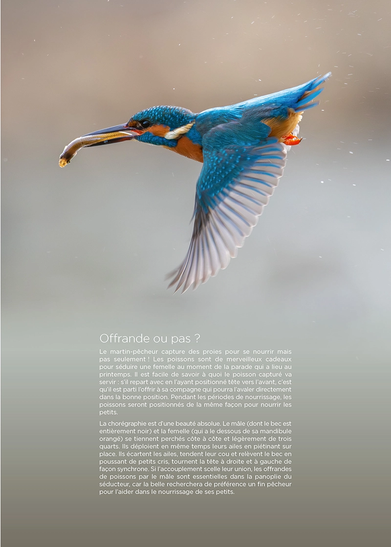 TDB-N_40-3_Page_45-copie